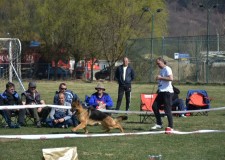 Mascul ciobanesc german pentru monta