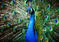 Colaborare part time