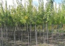 Vand mesteceni, tei, artar, salcie, stejar, fag