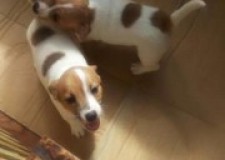 Pui de Jack Russel Terrier