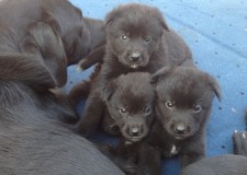 Vand catei rasa pura labrador