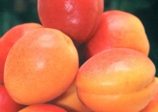 Pepiniera Pomicola - Comercializam pomi fructiferi altoiti certifica