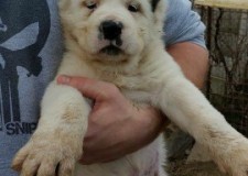 Vand catei ciobanesc asia centrala