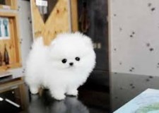 nepreÈ›uite catelusii pomerani albi pentru adopÈ›ie