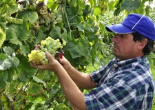 Struguri foarte bogaÅ£i Ã®n arome ÅŸi zahÄƒr, bine ÅŸi frumos copÅ£i