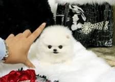 Ponei frumoase Pomeranian Disponibil pentru adoptare