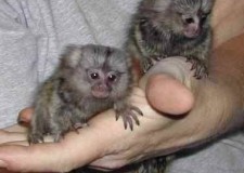 Pui de maimuÈ›Äƒ pentru adopÈ›ie