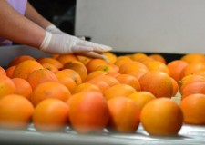 Cautam personal depozit portocale Olanda