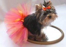 Tund caini si pisici la domiciliu