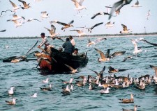 Vand teren concesionat 736Ha, Delta Dunarii