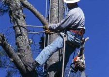 Toaletare/ defrisare/ taiere copaci