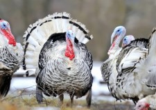 Angajam personal crescatorie de curcani in Spania