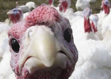 Angajez personal crescatorie de curcani in Germania