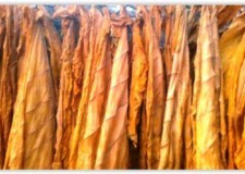 Vand tutun Burley frunze-uscat