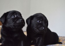 Vand labrador cu pedigree