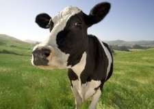 Angajam ingrijitor ferme de vaci Spania