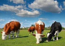 Angajez ingrijitor ferme de vaci Germania