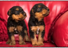 Vand pui de Airedale Terrier cu pedigree de tip A