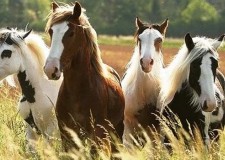 Angajam personal ferma de cai Spania