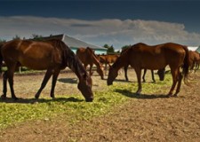Angajez personal ferma de cai Germania