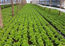 plantat legume germania