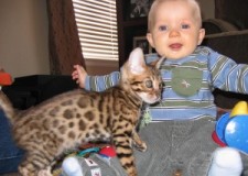 Pisicute frumoase extra-Ã®ncÃ¢ntÄƒtoare de CrÄƒciun masculi È™i feminini pisoi din Bengal