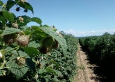 ARBUSTI FRUCTIFERI DE CALITATE LA PRETURI CORECTE