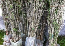 Vand pomi Goji,arbusti Goji,plante Goji