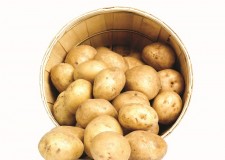 Angajam personal cules si sortat de cartofi Spania