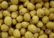 Angajez personal cules si sortat de cartofi Germania