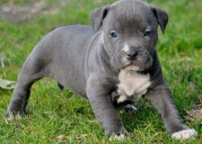 pui pitbull de vÃ¢nzare.