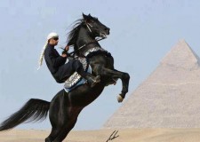 Afacere online acasa !