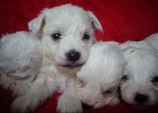 Catei Coton de Tulear