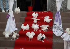 Porumbei albi nunta Constanta  0762838354