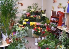 Cautam florari pentru Olanda