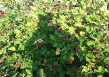 Vand butasi mur inradacinati soiul Thornfree