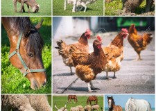 ferma de animale germania