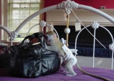 maimuÈ›e Capucine pentru adoptarea