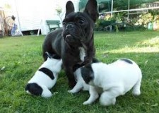 Extrem kc Ã®nregistrat pui de bulldog francez pentru adoptare