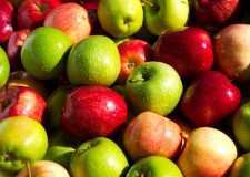 Angajam personal sortat mere in Spania