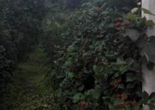 Vand mure delicioase aproape de Bucuresti, Pitesti