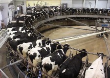 Angajez muncitori in zootehnie Germania