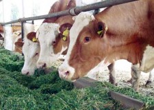 Angajez muncitori in zootehnie Germania