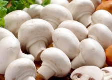 Angajez personal cules ciuperci in sere Germania