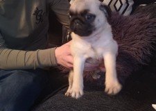 DouÄƒ mopuri frumoase Pui pentru adopÈ›ie