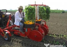 plantat varza germania