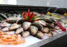 Angajam personal pescarie Olanda