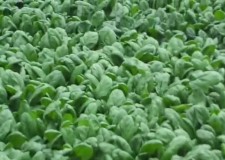 Cautam personal cules spanac Olanda