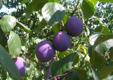 Angajez personal cules prune Germania