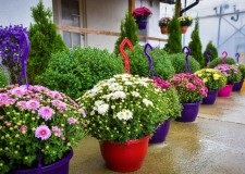 angajam la sere olanda